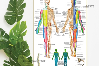 Từ Cột Sống Đến Hệ Thần Kinh: Những Mẫu Tranh Y Khoa Tiếng Anh Được Quan Tâm Nhất Hiện Nay