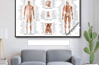 🦴🧍‍♂️ TRANH GIẢI PHẪU HỆ CƠ – HỆ XƯƠNG KHỚP
