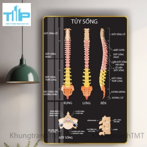Tranh giải phẫu hệ xương, tủy sống - tráng gương sáng bóng, chống lóa
