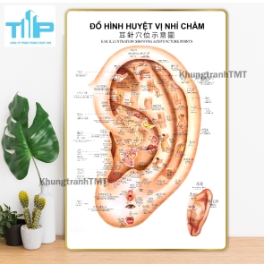 Tranh huyệt vị nhỉ châm -  Sơ đồ thần kinh giao cảm tráng gương cao cấp