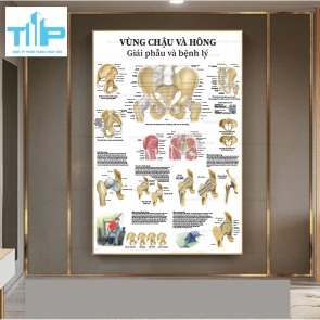 Tranh tráng gương giải phẫu bệnh lý các bộ phận và hệ thống  trên cơ thể con người P1