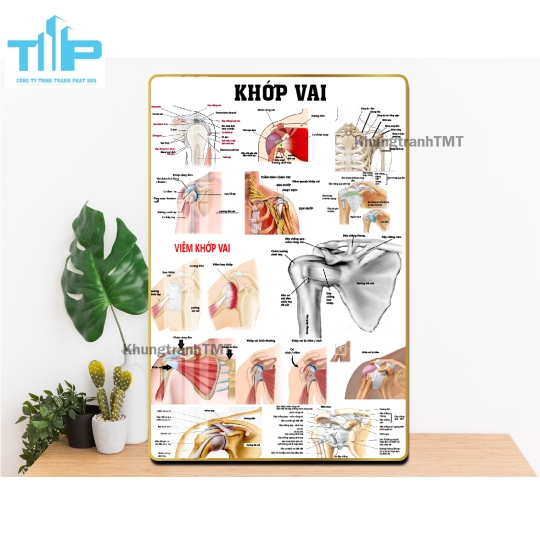 Tranh tráng gương y tế - Giải phẫu hệ cơ, xương, thần kinh, mạch máu,...