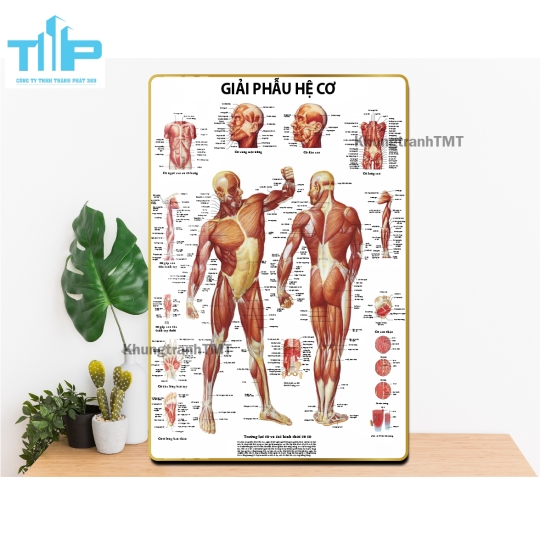 Tranh tráng gương y tế - Giải phẫu hệ cơ, xương, thần kinh, mạch máu,...