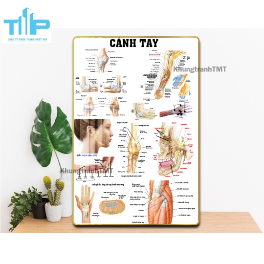 Tranh tráng gương y tế - Giải phẫu hệ cơ, xương, thần kinh, mạch máu,...
