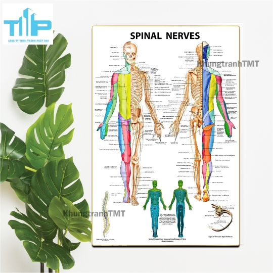 Bộ Tranh Giải Phẫu Cơ Thể Người Tiếng Anh Được Nhiều Chuyên Gia Y Tế Lựa Chọn