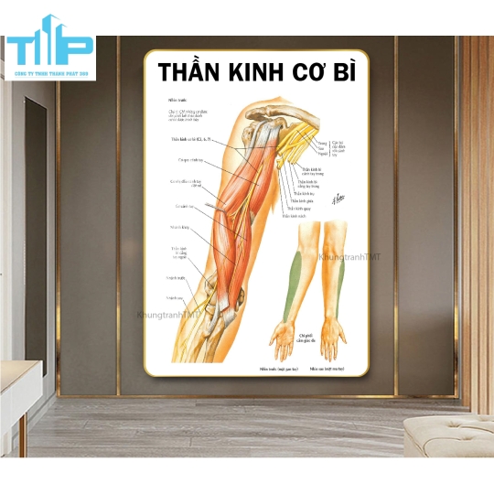 Tranh huyệt đạo tráng gương chuyên điều trị bấm huyệt đau cổ vai gáy